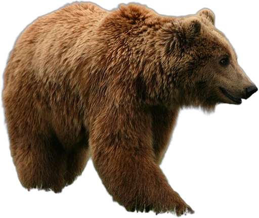 Bear