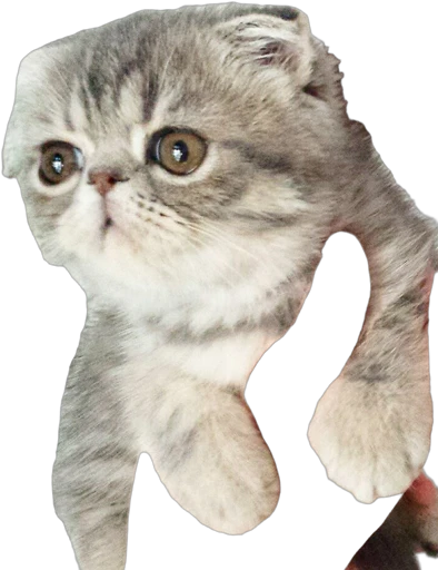 Cute-cat