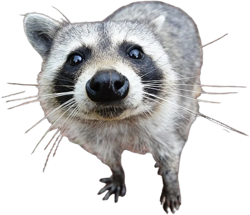 Funny-racoon
